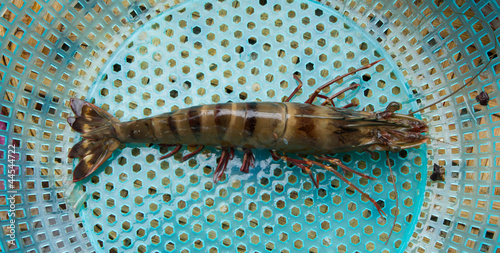 Large living prawn on a Vietnamese market
