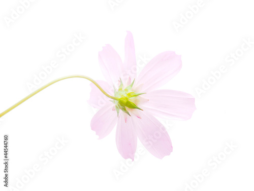 kosmeya flower on a white background