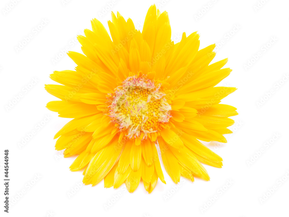 marigold flower on a white background