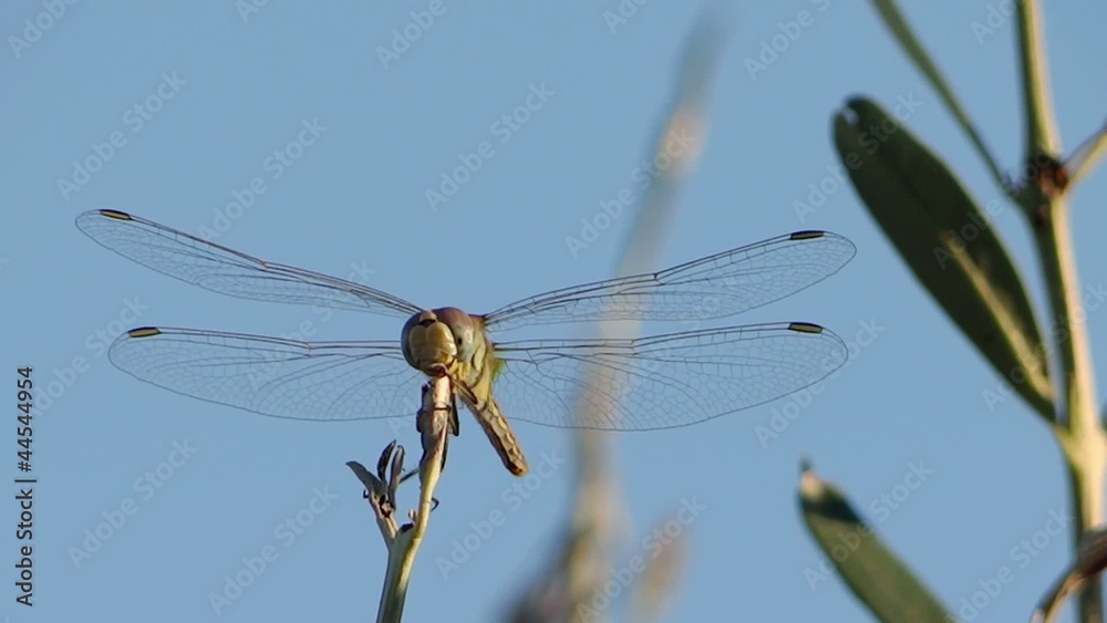 a dragonfly alighting on a twig