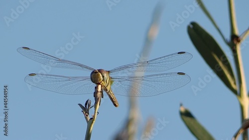 a dragonfly alighting on a twig