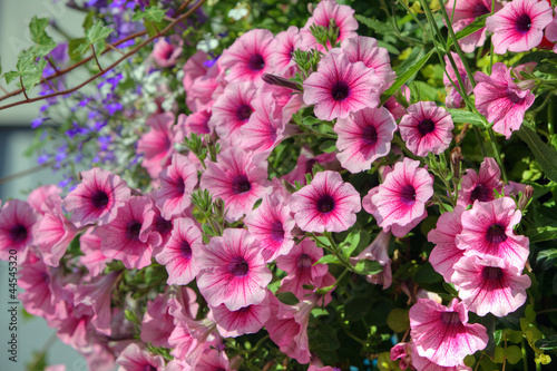 Trailing petunia surfinia Pink Veil in a hanging basket