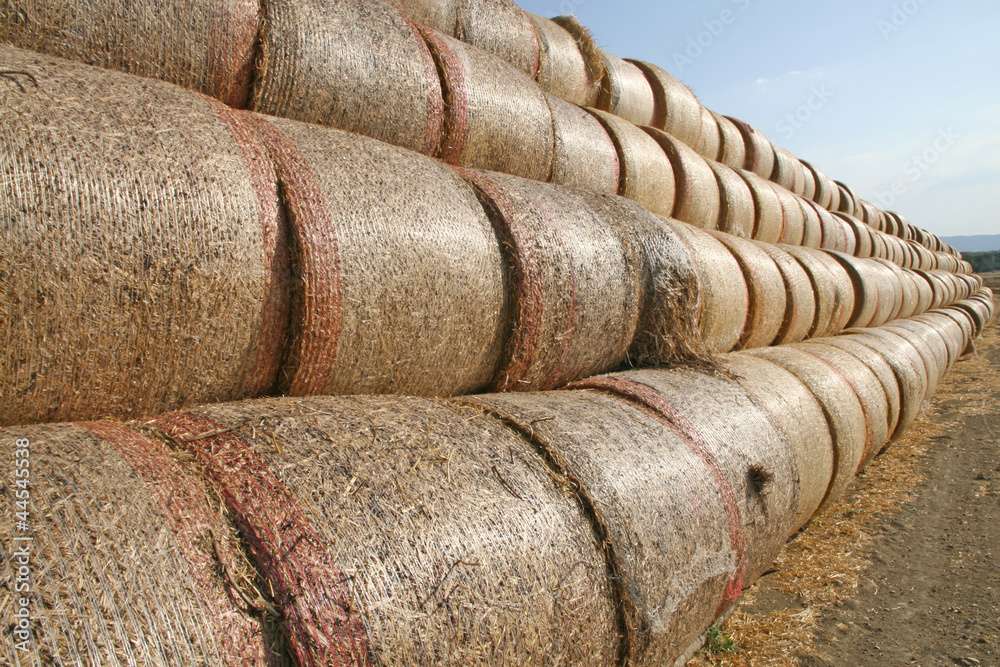 long row of bales of hay to dry the scorching sun