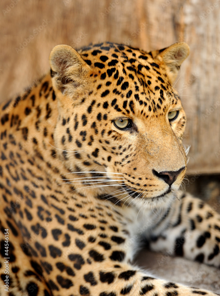 Obraz premium Lampart