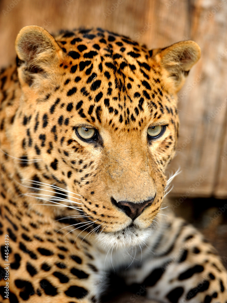 Obraz premium Leopard