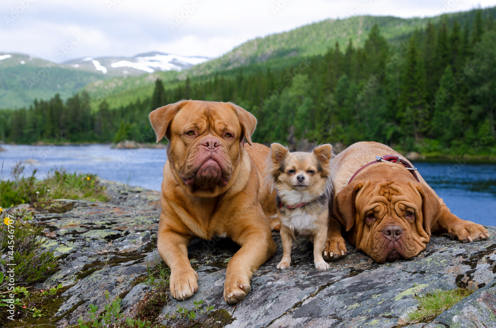 Three dogs at the mountain river bank, Norway Three dogs at the mountain river bank, Norway