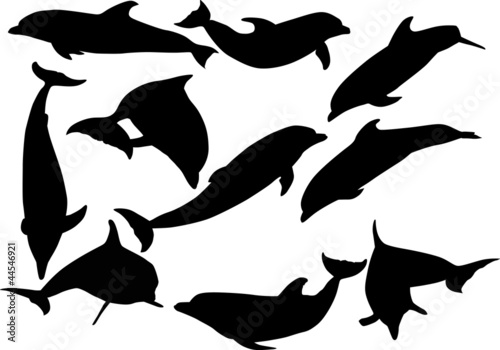 ten dolphins isolated on white