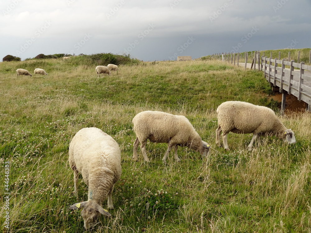 Moutons Moutons