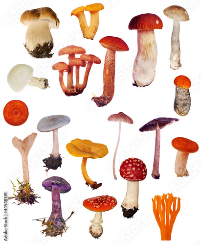 set of isolated different mushrooms