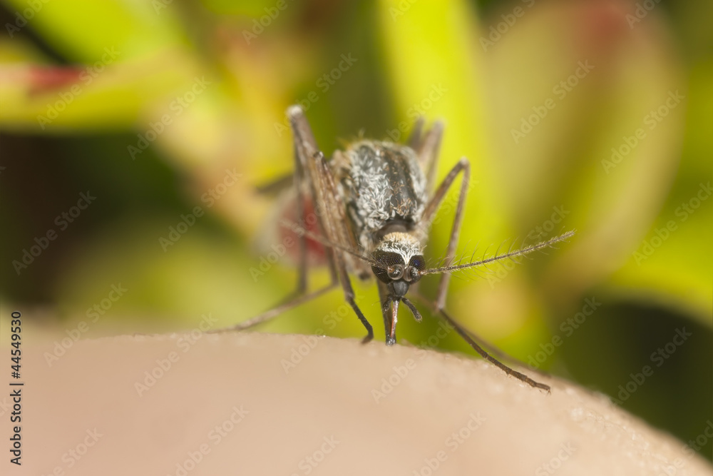 Fototapeta premium Mosquito sucking blood, macro photo