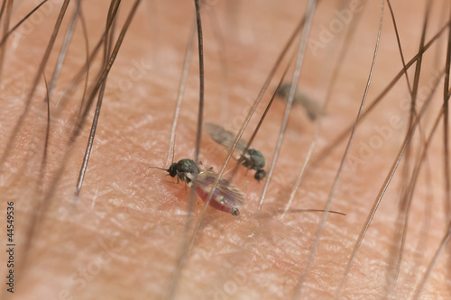 Blackflies sucking blood, extreme close-up