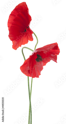 Fototapeta Naklejka Na Ścianę i Meble -  poppy