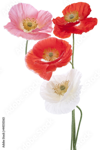 Fototapeta Naklejka Na Ścianę i Meble -  poppy