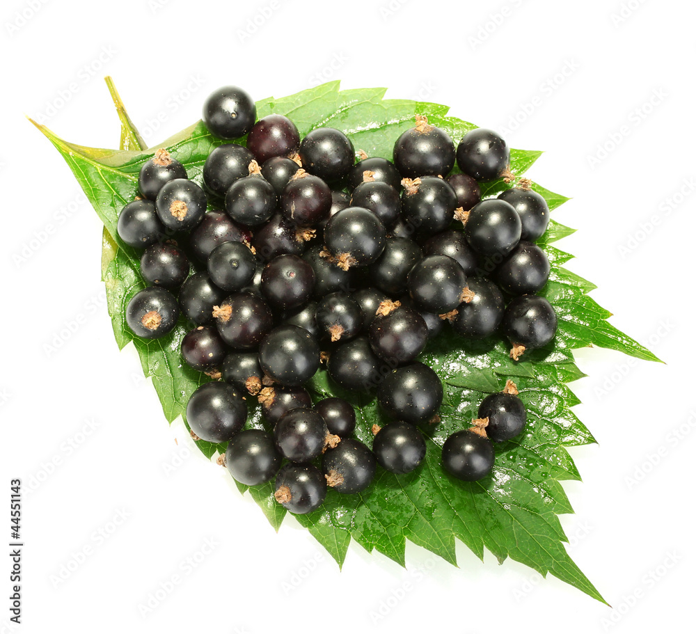 Fresh black currant isolated on white Fresh black currant isolated on white