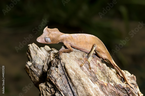 satanic leaf-tailed gecko, marozevo