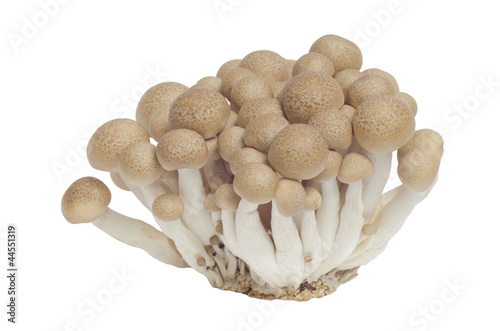 Buna Shimeji Mushroom isolated on white background