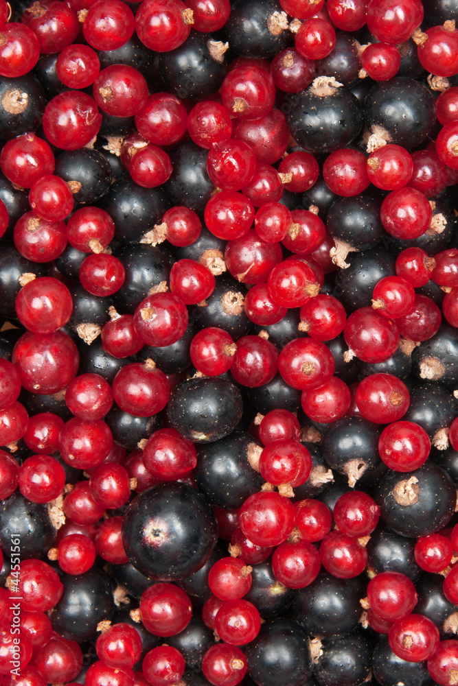 redcurrant and blackcurrant redcurrant and blackcurrant