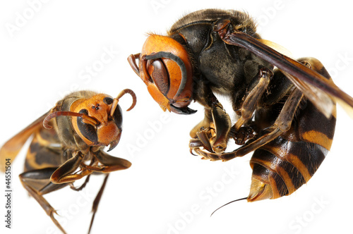 A queen of Japanese giant hornet vs vespa ducalis photo