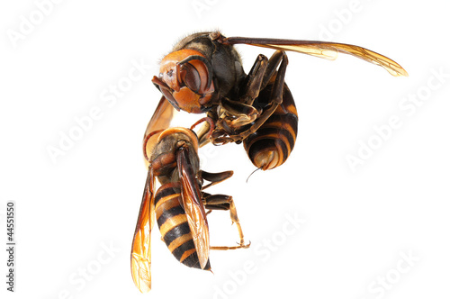 A queen of Japanese giant hornet vs vespa ducalis photo