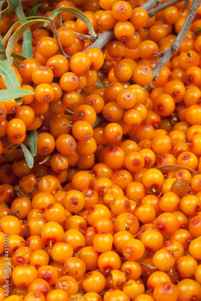 sea-buckthorn