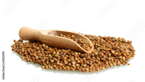 Heap coriander seeds in wooden spoon isolated on white