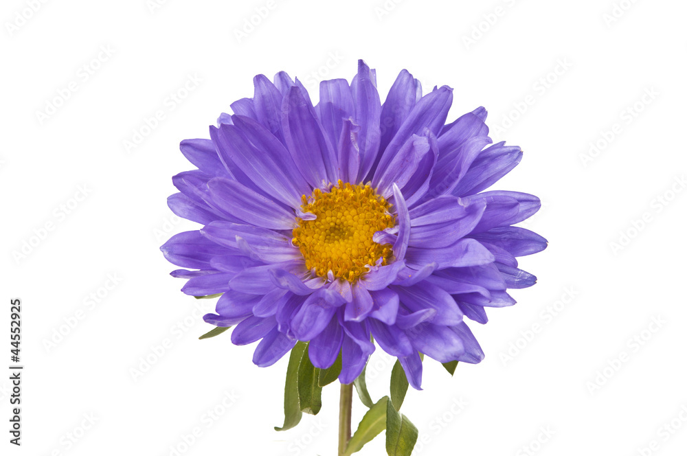 Fototapeta premium aster isolated