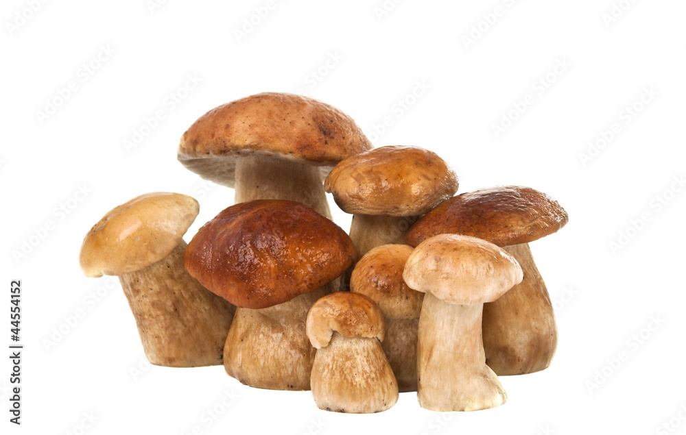 ceps isolated