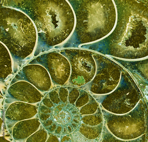 Ammonite fossil photo