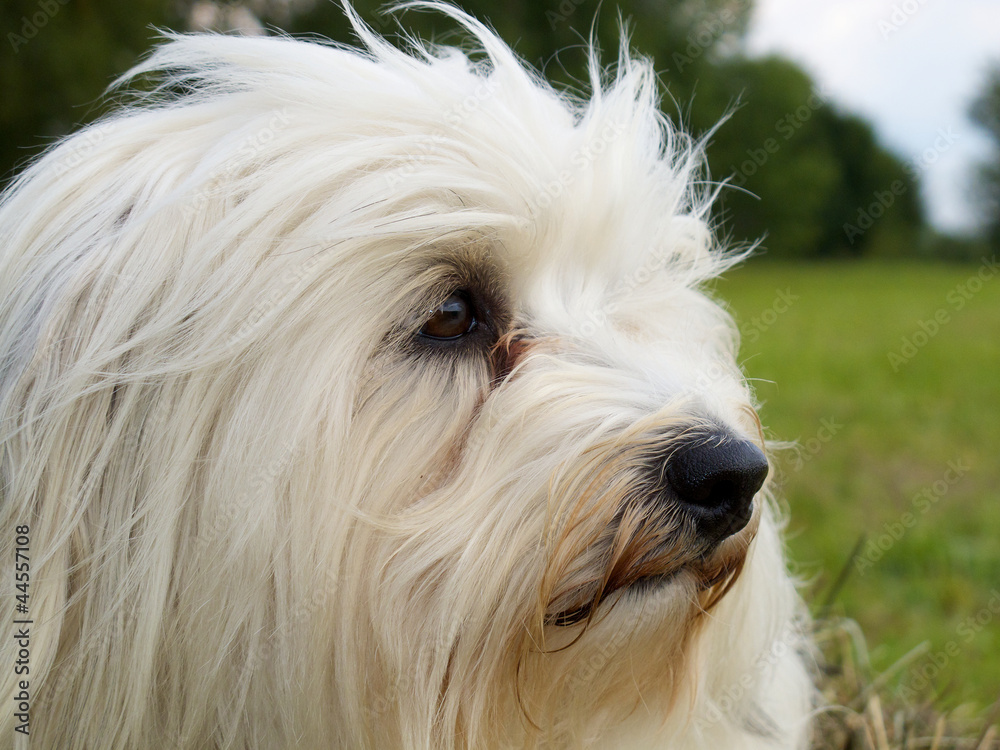 Hund im Profil