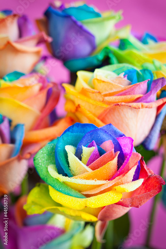 multi-colored roses
