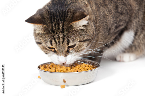 Fototapeta Naklejka Na Ścianę i Meble -  striped cat eats a dry feed