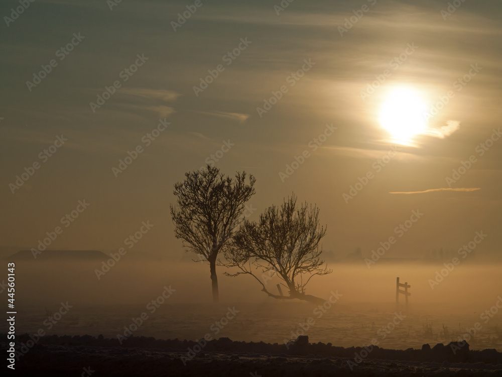 Winter landscape in pasture at sunset, Kinderdijk NetherlandsI Winter landscape in pasture at sunset, Kinderdijk NetherlandsI