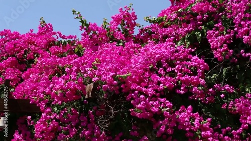 Bougainvillea, Rhodes, Greece