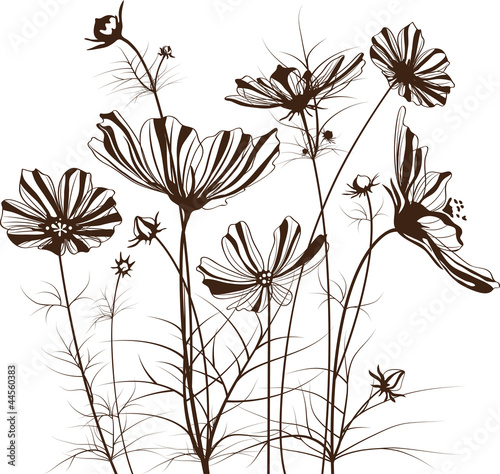 Vector garden flowers, Cosmos bipinnatus