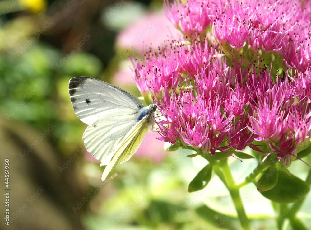 Obraz premium Weißer Schmetterling auf einer rosa blühenden Pflanze