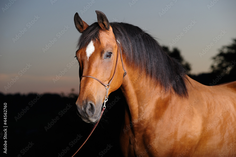 Obraz premium Trakehner stallion in the barn