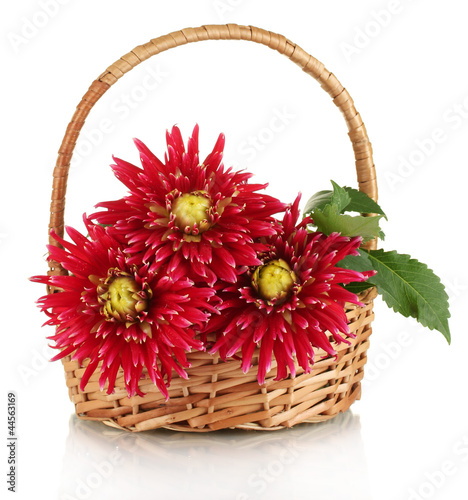 Beautiful red dahlias in basket isolated on white