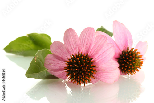 Fototapeta Naklejka Na Ścianę i Meble -  Purple echinacea, isolated on white