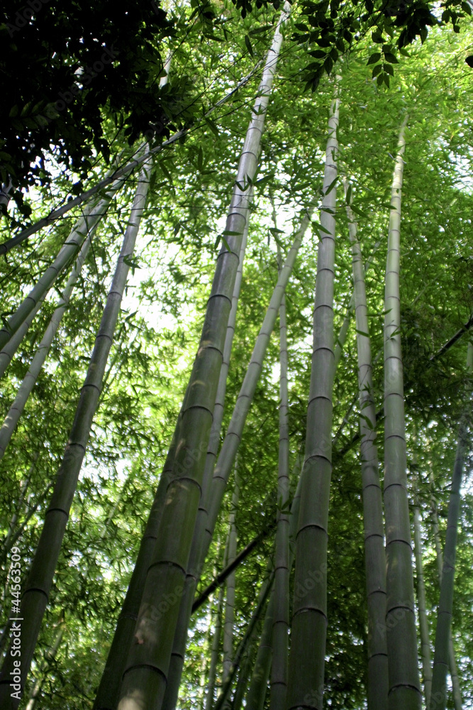 Fototapeta premium Bamboo Forest