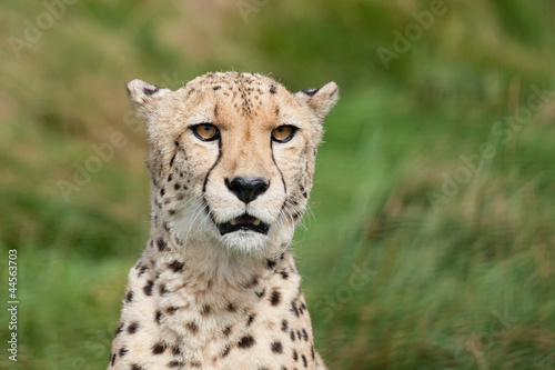 Head Shot Portrait of Beautiful Cheetah
