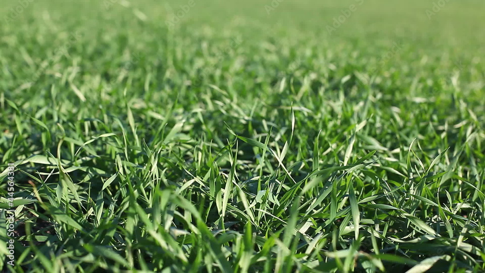 Ecology concept: green grass swaying in the natural environment Ecology concept: green grass swaying in the natural environment
