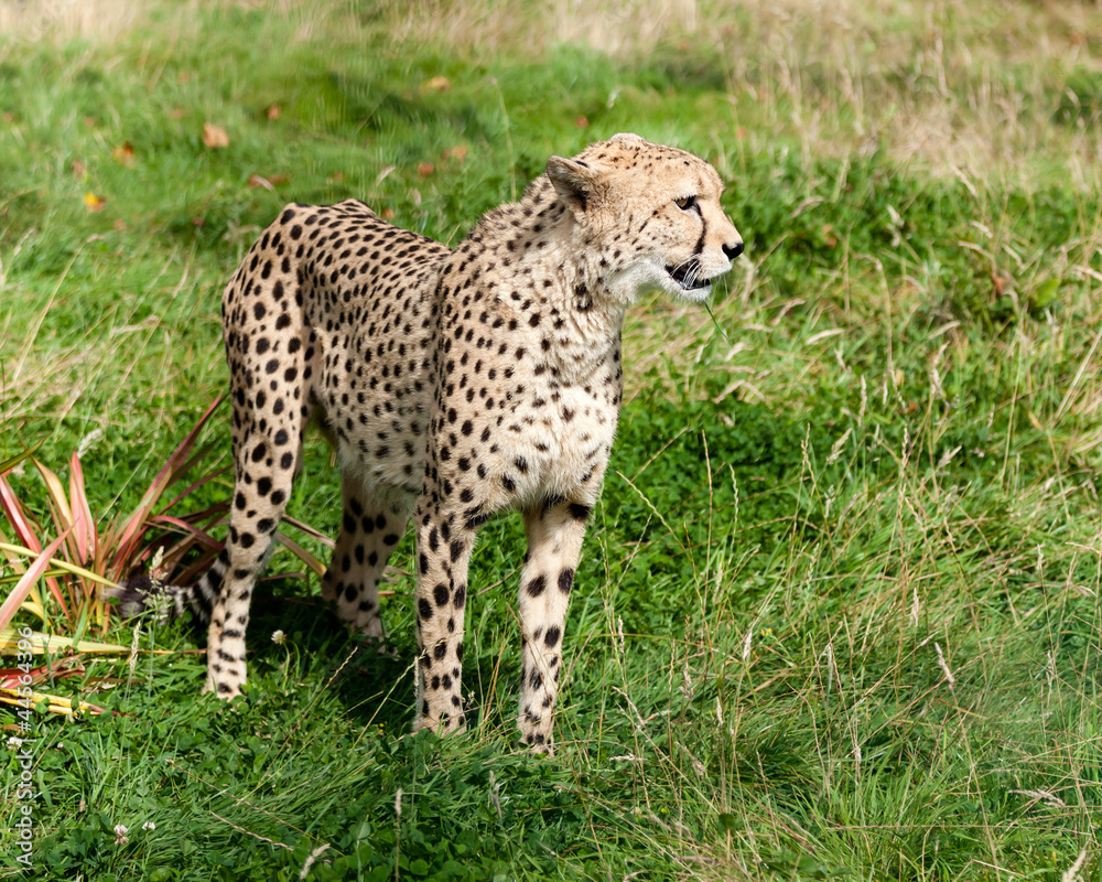 Side View of Cheetah in Long Grass Side View of Cheetah in Long Grass