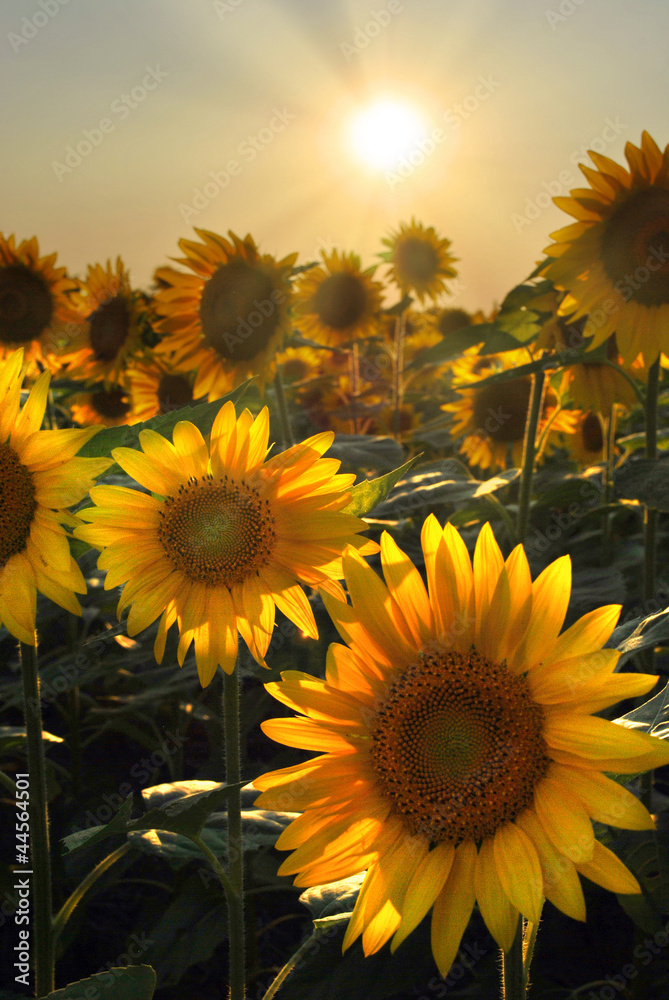 Fototapeta premium Sunflower Field