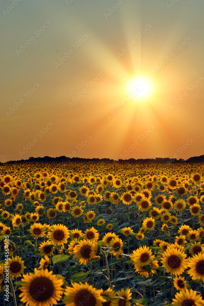 Naklejka premium Sunflower Field