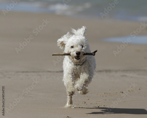 Small White Cockapoo Fetching a Stick on a Lake Huron Beach - Grand Bend, Ontario, Canada © Brian Lasenby