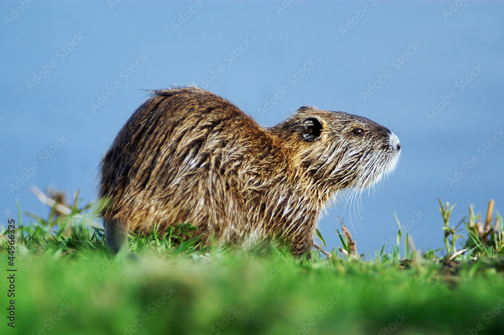 Israel Nature and Wildlife - Lake Hula