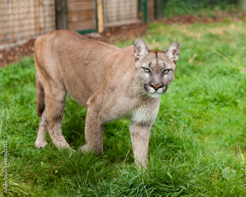 Puma Stalking Through Enclosure