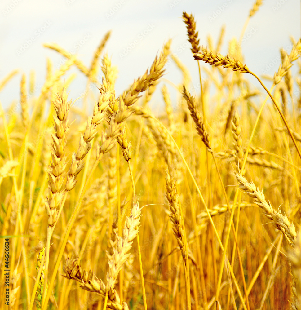 wheat field wheat field