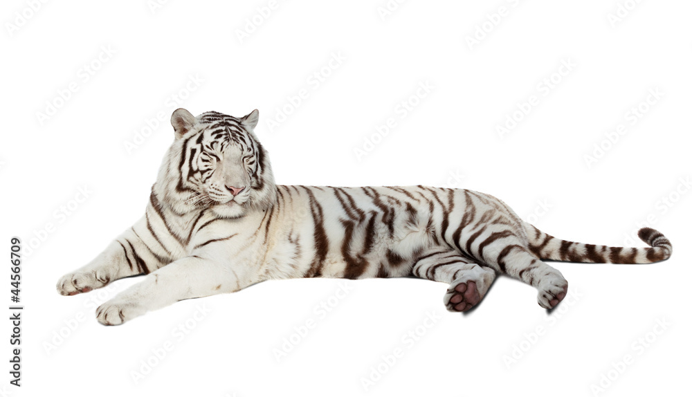 Fototapeta premium leżący biały tygrys. Pojedynczo na białym
