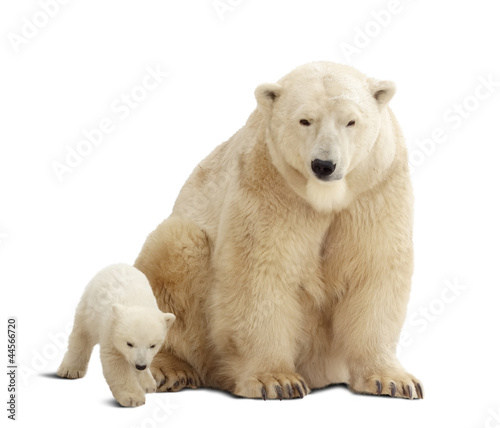 polar bear with baby. Isolated over white